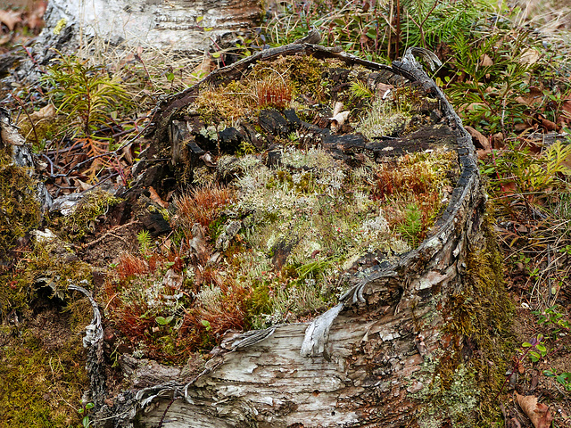 Day 10, lichen 'garden', Tadoussac