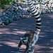 Ring tailed lemur