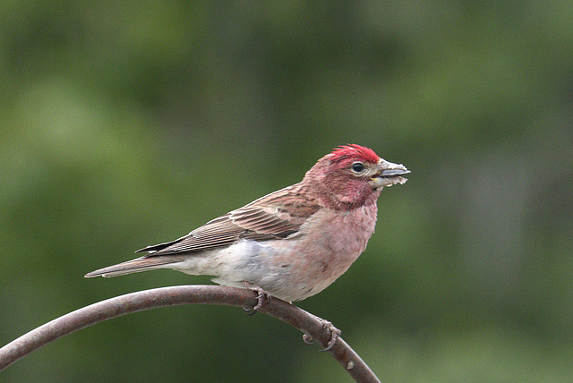 Cassin's Finch