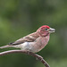 Cassin's Finch