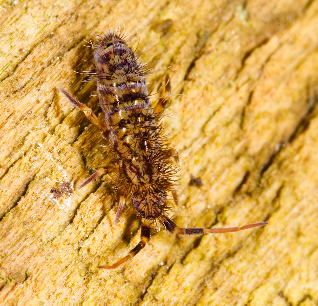 Springtail IMG 8156