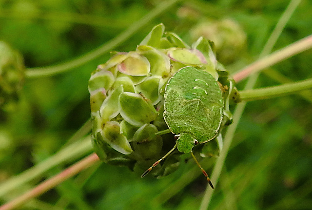 20210822 2448CPw [D~LIP] Grüne Stinkwanze (Palomena prasina) [Nymphe], Kleiner Wiesenknopf (Sanguisorba minor), Bad Salzuflen