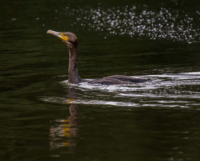 Cormorant