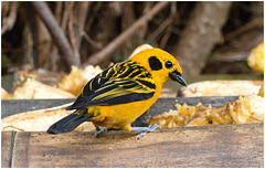 EF7A1623 Golden Tanager