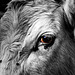 Little White Bull 3