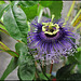 Passiflora Byron Beauty (4)