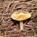 champignon-- mushroom