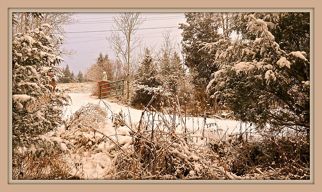 Our driveway this morning.