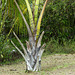 Nariva Swamp afternoon, Day 6