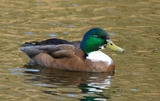 MallardDrakeEF7A9513