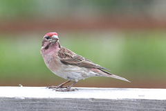 Cassin's Finch