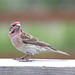 Cassin's Finch