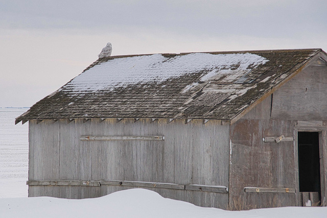 snowy owl on shed 4
