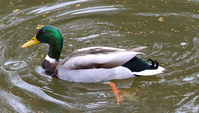 EF7A8640 Mallard