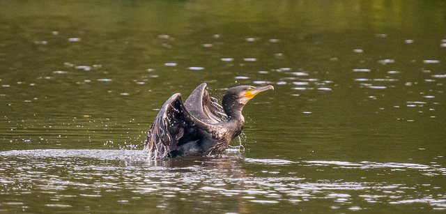 Cormorant