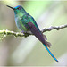 EF7A1628-topaz-denoiseraw -1Hummingbird