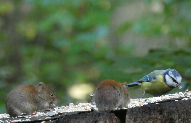 Waldmäuse und Blaumeise