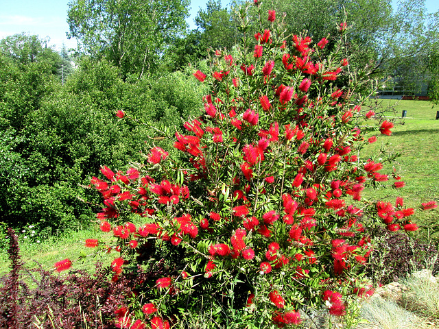 Blossoms of Callistemus citrinus.