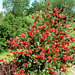 Blossoms of Callistemus citrinus.