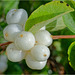 Symphoricarpos albus 02