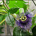 Passiflora Byron Beauty (5)
