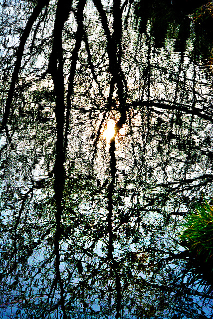 Pond Reflections 4