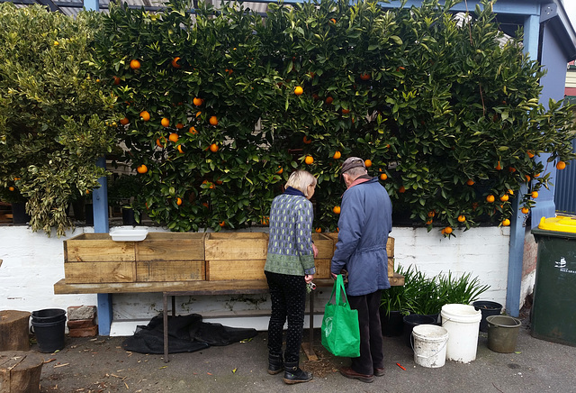 the Moorhouse's fabulous orange trees