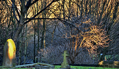 Catching The Light. Wallsend Cemetery