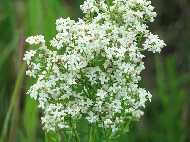 Northern Bedstraw / Galium boreale