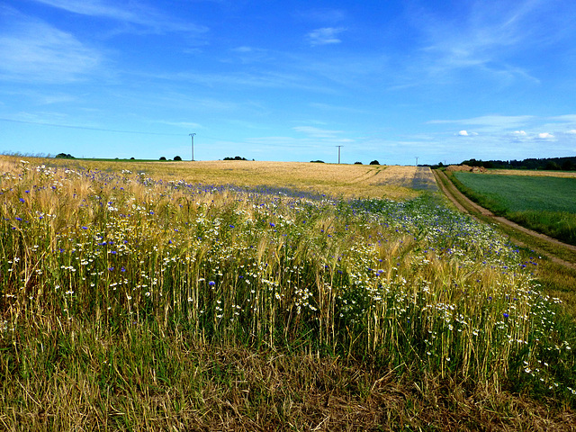 DE - Wierschem - Eltzer Burgpanorama Trail