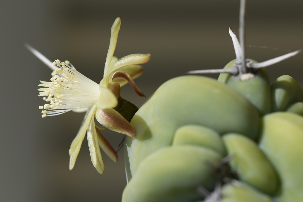 Myrtillocactus geometrizans  DSC4492