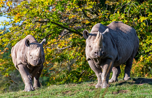 Rhinos