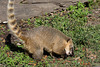 Nasenbär (Zoo Karlsruhe)