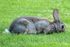 Evening Bunny (2) - 19 July 2021