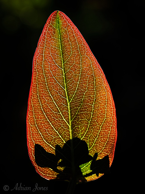 Backlit Hypericum Leaf