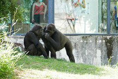 photo 365-animaux