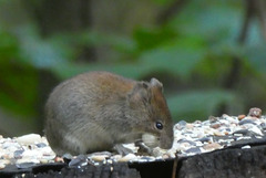 Waldmaus genießt das Vogelfutter