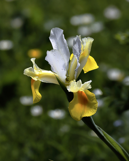 Iris hollandica