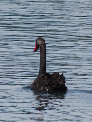 Cygne noir