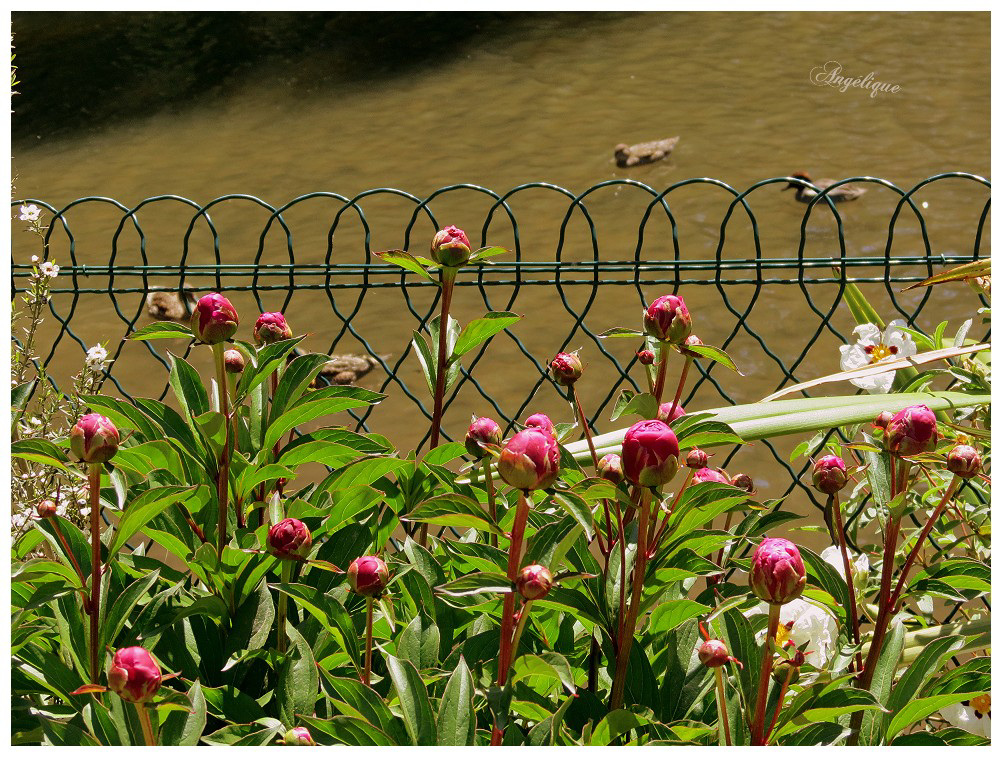 HFF /Pivoines en boutons..........Bonne journée à tous❤️