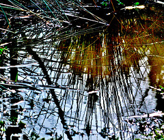 Pond Reflections 3