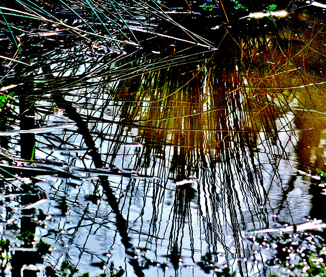 Pond Reflections 3