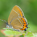 Black Hairstreak