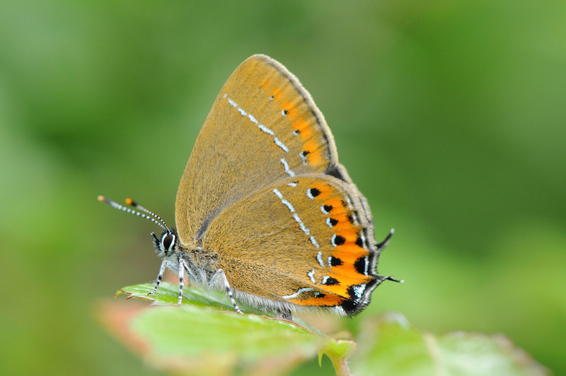 Black Hairstreak