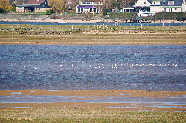 Het Munnikenland is een vogelparadijs