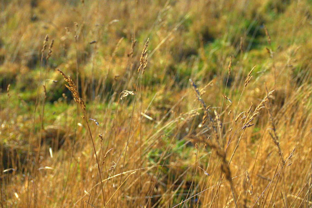 Golden Grasses