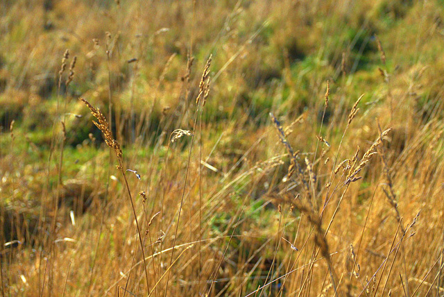 Golden Grasses