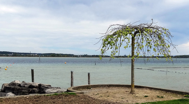 The new tree at the Horn of Ermatingen