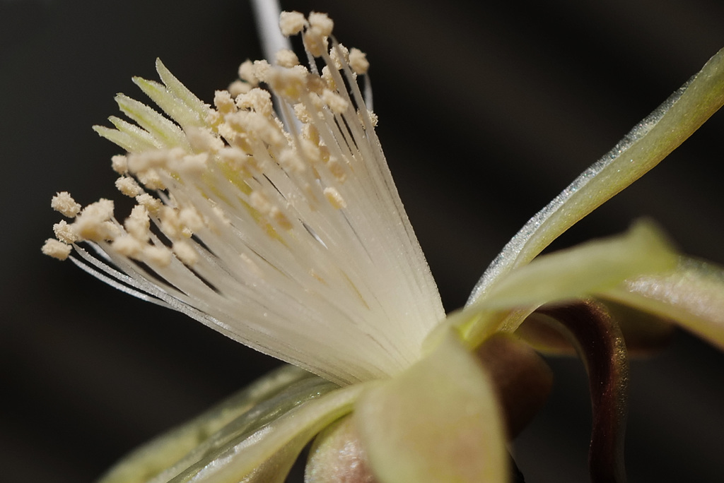 Myrtillocactus geometrizans L1000312