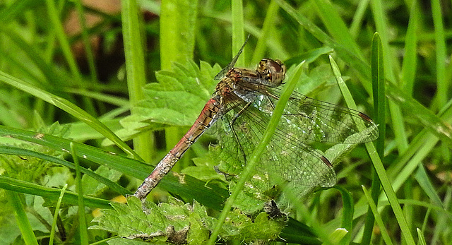 20190902 5704CPw [D~VR] Heidelibelle (Sympetrum vulgatum), Boddenland, Müggenburg